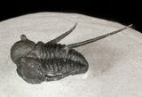 Spiny Cyphaspis Trilobite - Morocco #45603-3